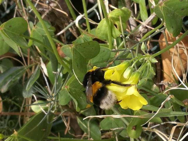 bombus terrestris? Bombus gr. terrestris (regina)